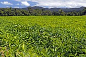 Tea plantation,Queensland,Australia