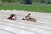 Asparagus harvest