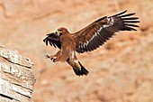Steppe eagle landing