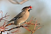 Bohemian waxwing eating a berry