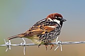 Spanish sparrow on barbed wire