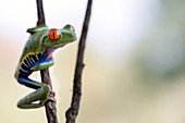 Red-eyed tree frog