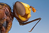 Thick-headed fly
