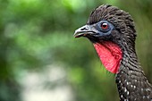 Crested guan