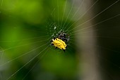 Spiny orbweaver spider
