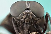 Horsefly head