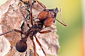 Leafcutter ant