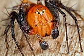 Lynx spider