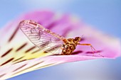 Mayfly on a flower