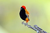 Southern red bishop