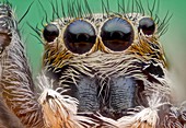 Jumping spider