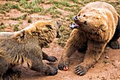 Eurasian brown bears fighting