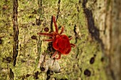 Velvet mite