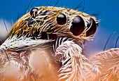 Jumping spider head