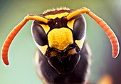 Wasp head