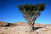 Incense tree,Oman