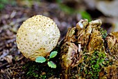 Scleroderma citrinum mushroom