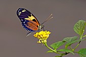 Tiger longwing butterfly on a flower