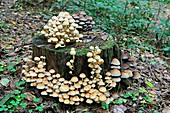 Hypholoma mushrooms