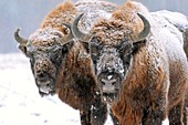 European bison in snow