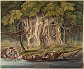 Landscape with Banyan tree