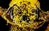 Female sweat bee head with pollen