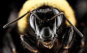 Female bumblebee,Bombus auricomas
