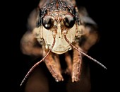 Pygmy grasshopper