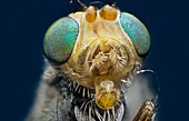 Fruit fly head