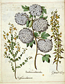 Sambucus,Trillium and Cytisus