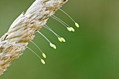 Lacewing eggs