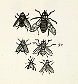 Six insects