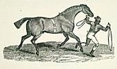A man and horse