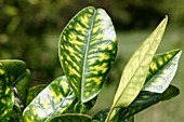 Plant with citrus greening disease