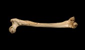 Homo heidelbergensis thigh bone