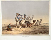 Camels from Cairo