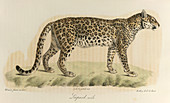 A male leopard