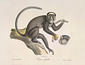 A female monkey