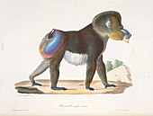 An old mandrill baboon
