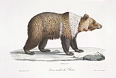 A male Siberian bear