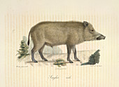 A boar