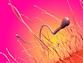 Sperm cells,artwork