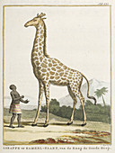Giraffe or Kameel-paart