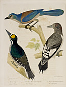 Jay and Woodpeckers