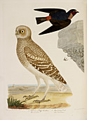 Cliff Swallow and Burrowing Owl