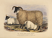 The black faced heath breed