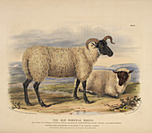 The old Norfolk breed