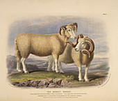 The Dorset breed