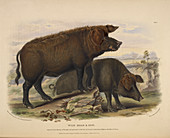 Wild boar and sow