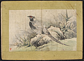 A Pheasant